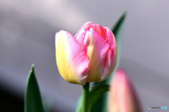  チューリップの花が咲きました 