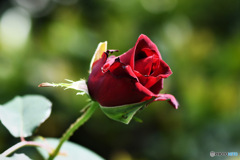 庭に咲いた薔薇の花 23-159