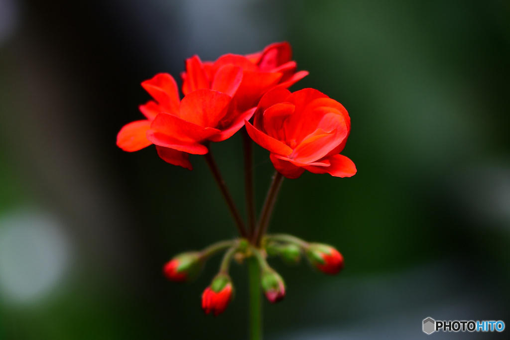庭に咲いたゼラニュームの花 22-186