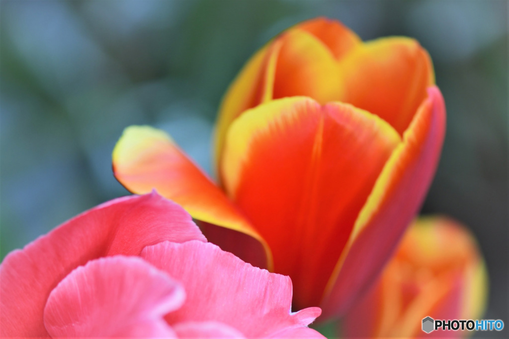 庭に咲いた春の花 23-115