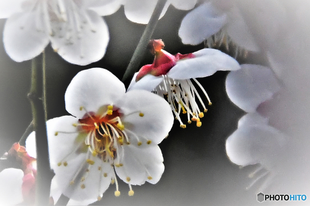 白梅の花 22-130