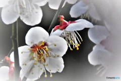 白梅の花 22-130