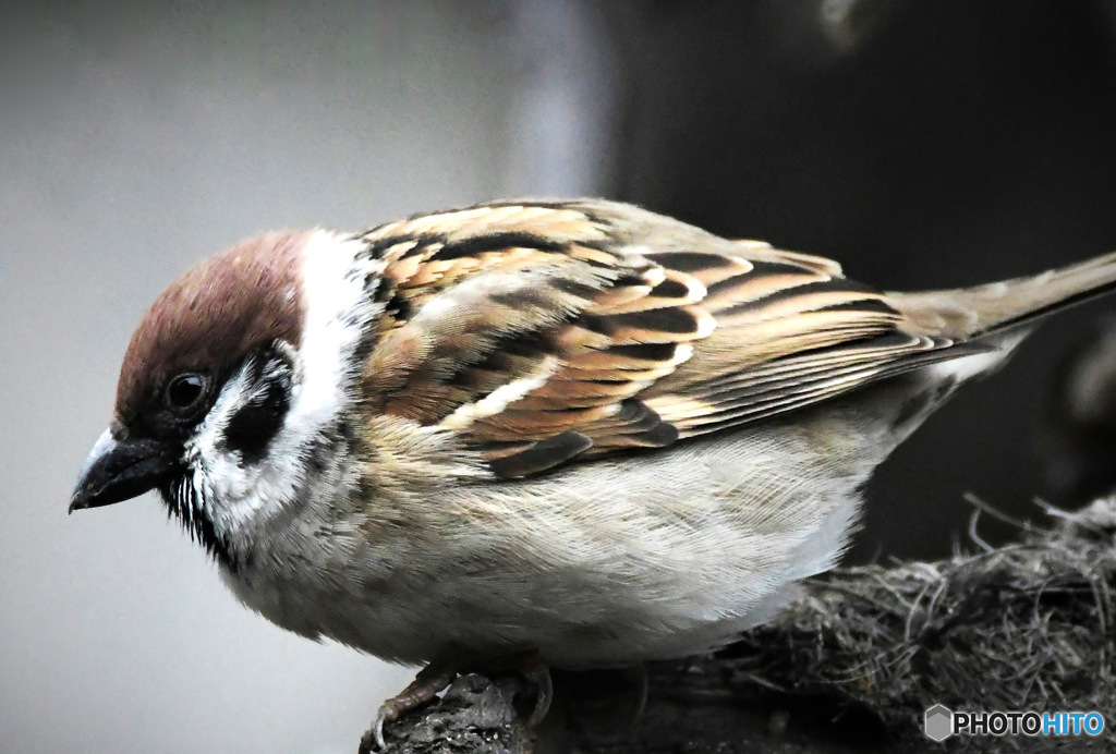 野山の鳥 雀ドン 23-143