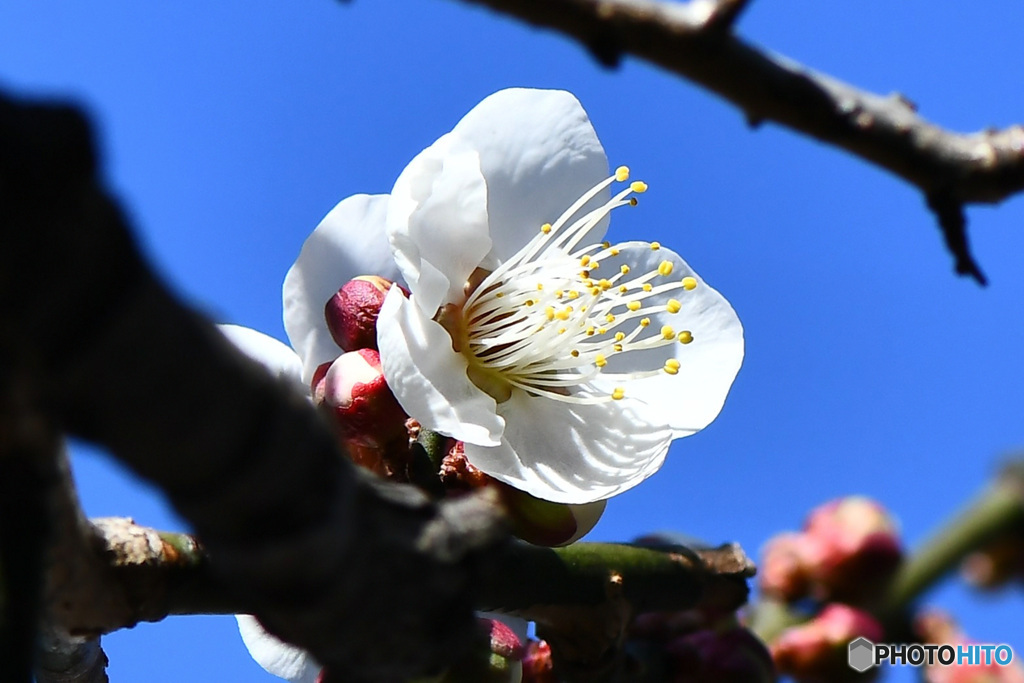 春に咲く白い梅の花  21-066
