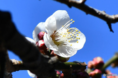 春に咲く白い梅の花  21-066