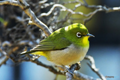 野山の鳥 22-179 メジ君
