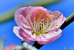 2月 庭に咲いた梅の花
