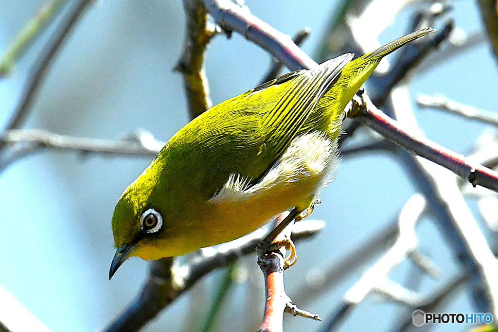 野山の鳥  メジ君
