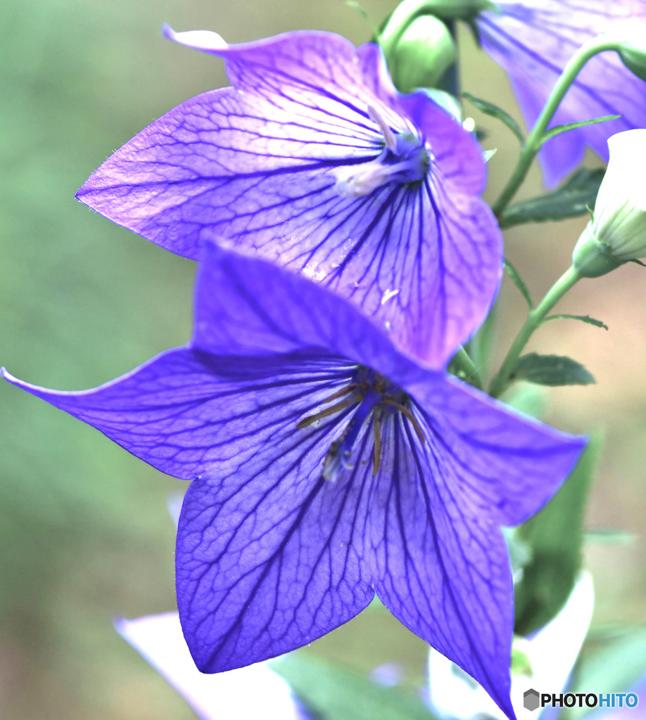 庭に咲いた桔梗の花