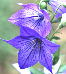 庭に咲いた桔梗の花
