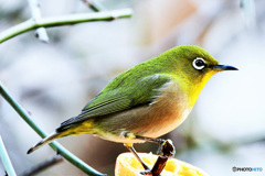 野山の鳥  21-388  メジ君