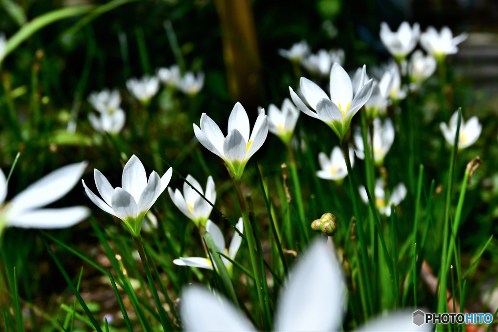 乱立するタマスダレの花 22-422