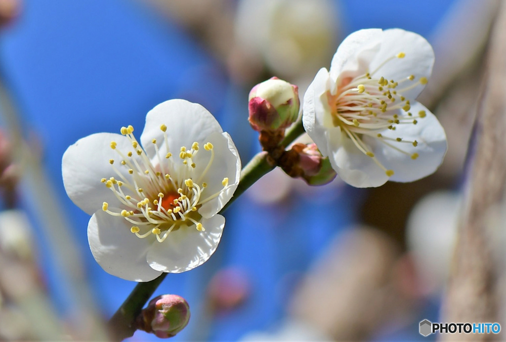 庭に咲いた梅の花 23-039  