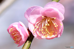 薄紅色の梅の花