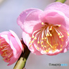 薄紅色の梅の花
