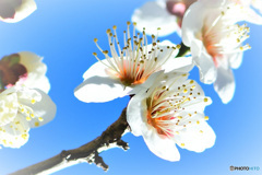 青空と白梅の花 22-078