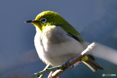 野山の鳥  メジロ  