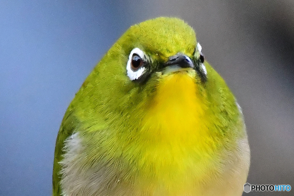 野山の鳥  21-281