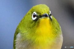 野山の鳥  21-281