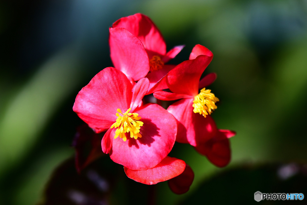 庭に咲いた花  21-641 