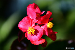 庭に咲いた花  21-641 