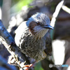 野山の鳥 23-162 ヒヨさん