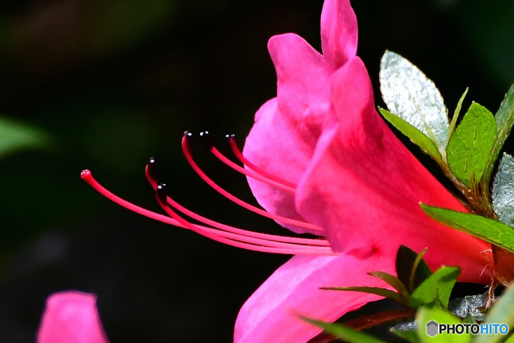 皐月の花の蕊   21-351 