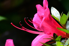 皐月の花の蕊   21-351 