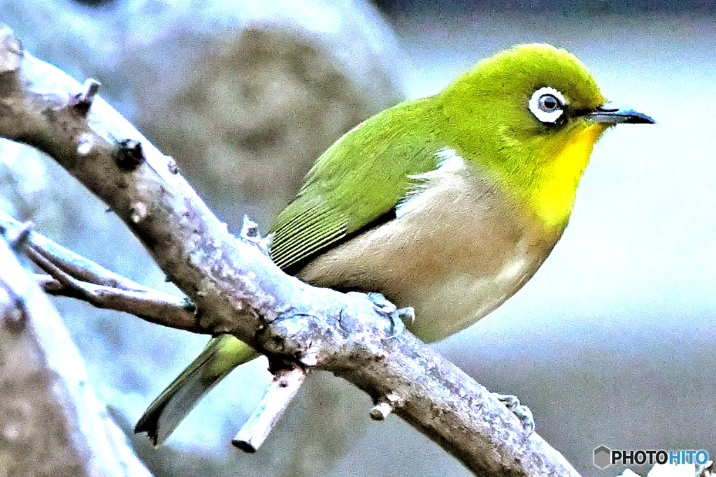 野山の鳥  メジ君