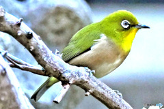  野山の鳥  メジ君  