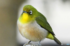 野山の鳥  メジ君 
