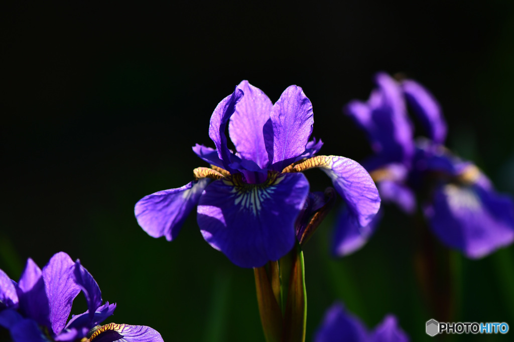 夕陽に透過された花の葉脈  21-338