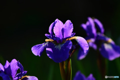 夕陽に透過された花の葉脈  21-338