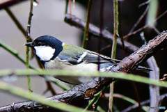 野山の鳥  四十雀さん