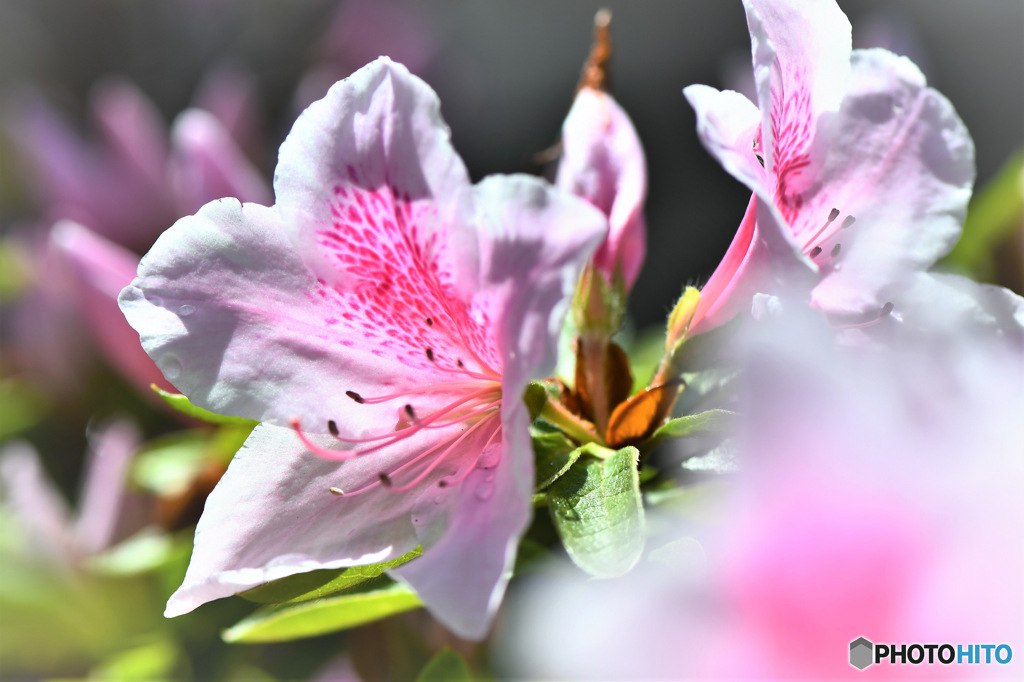 春に咲いた花 22-472