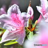 春に咲いた花 22-472