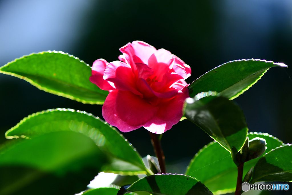 花も葉も陽射しに透けて