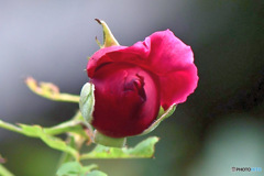 これから咲くバラの蕾 