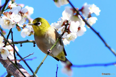  穏やかな日のメジ君  