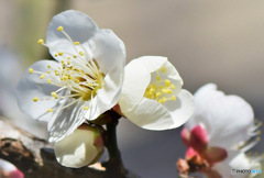 庭に咲いた白梅の花 23-052 