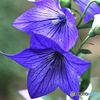 庭に咲いた桔梗の花