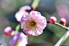 庭に咲いた淡紅梅の花 22-067