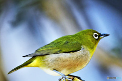 野山の鳥 22-093 メジ君  