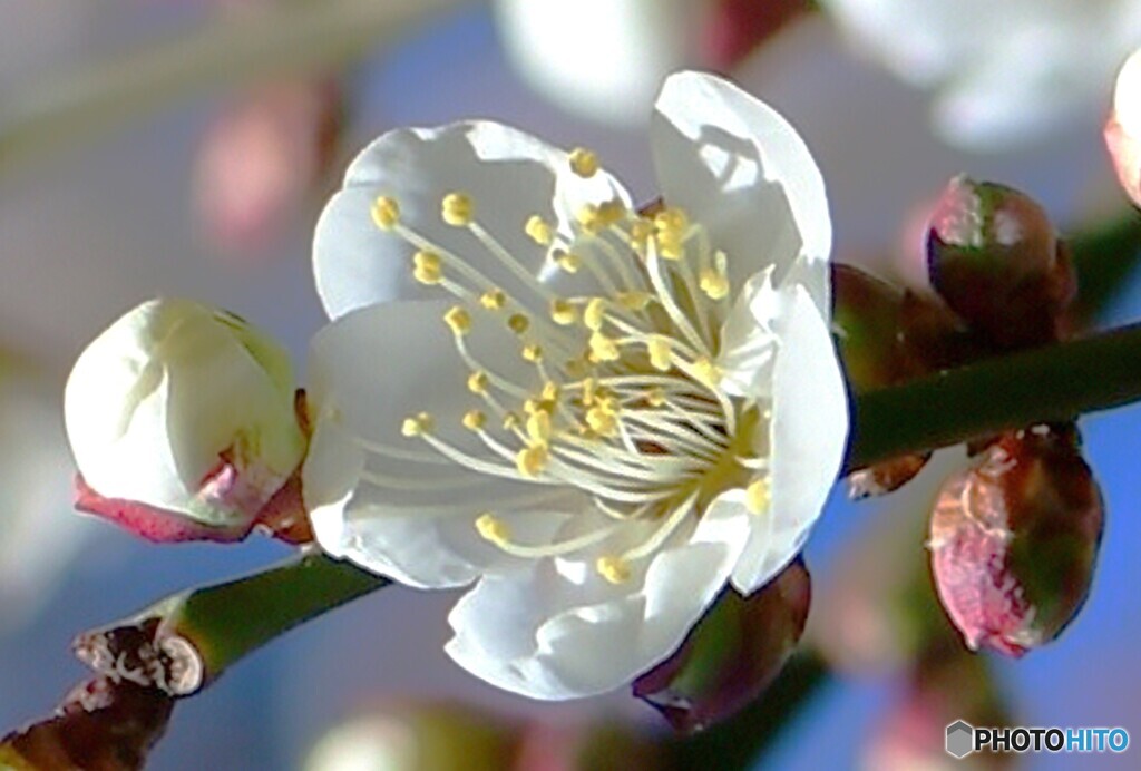 青空と白梅の花 