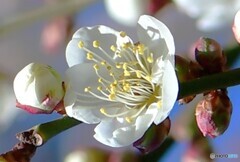 青空と白梅の花 
