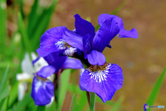 庭に咲いた青紫色の花  