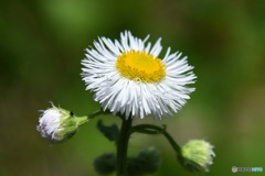 公園に咲いていたハルジオンの花