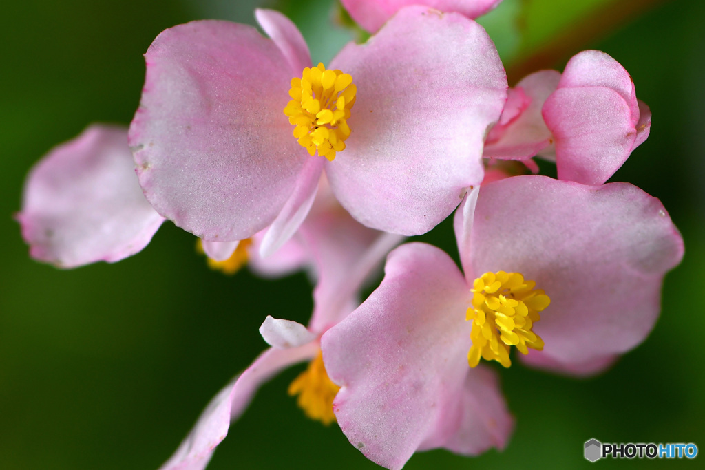 庭に咲いたベゴニアの花  21-298