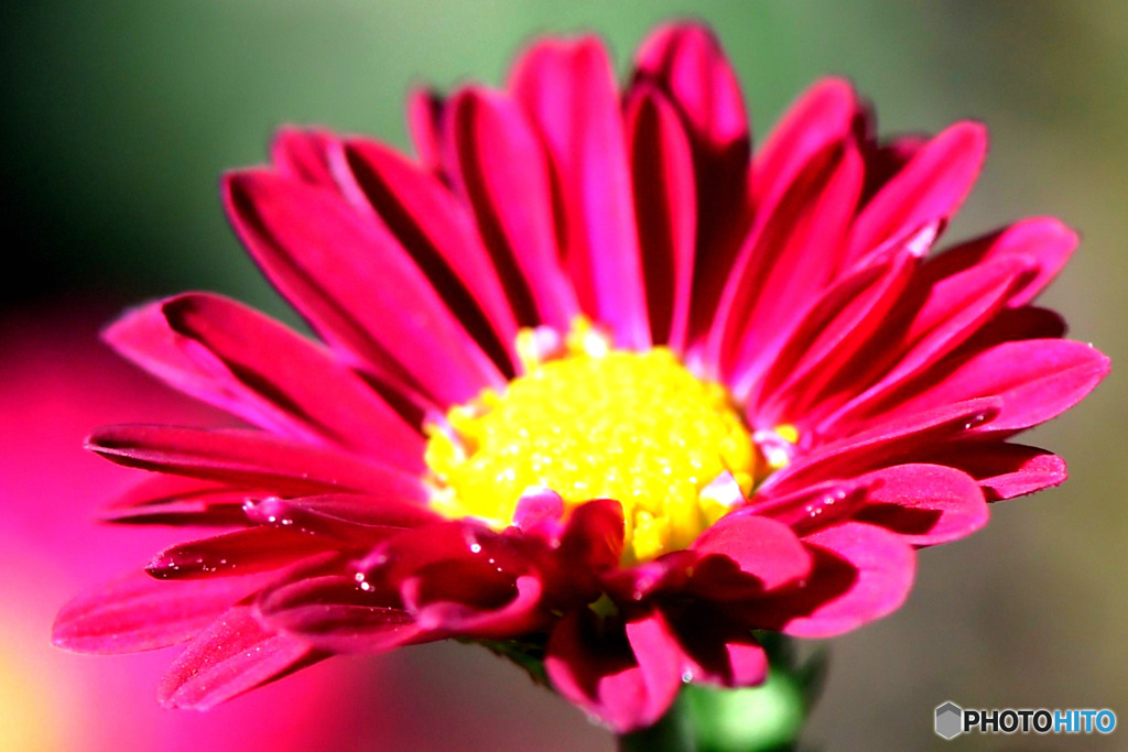 冬  庭に咲いた小菊 