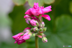 これから咲くであろうアオキの花達  